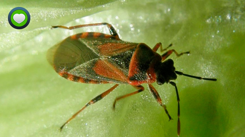 Sanitaria Servizi Ambientali Disinfestazione cimici